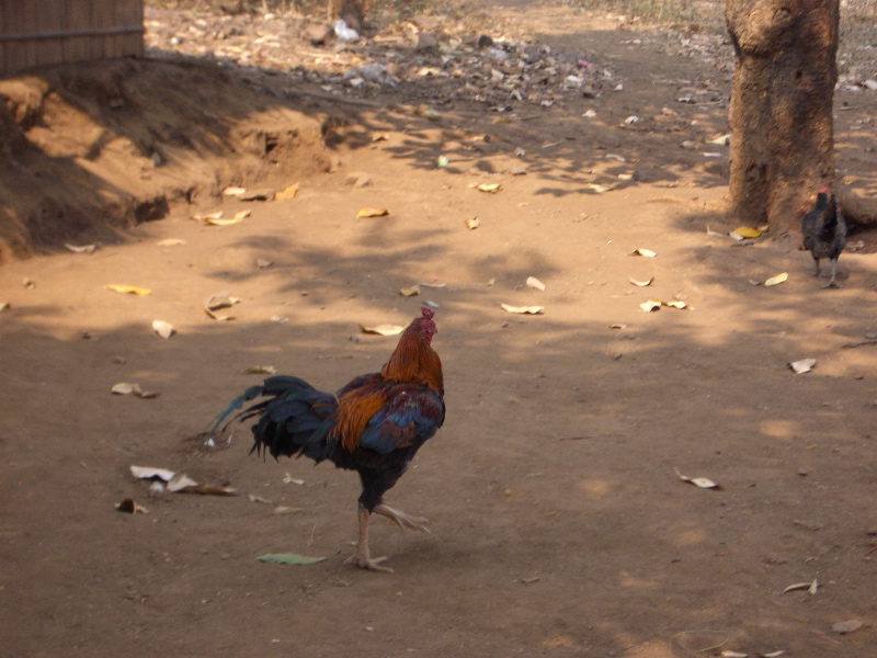 Hmong Rooster