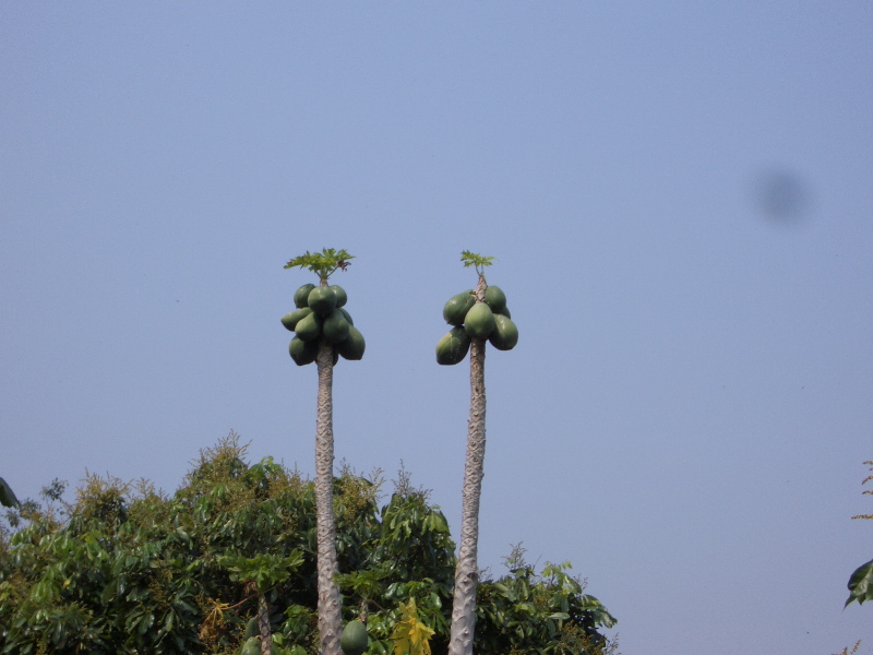 Bare Papaya