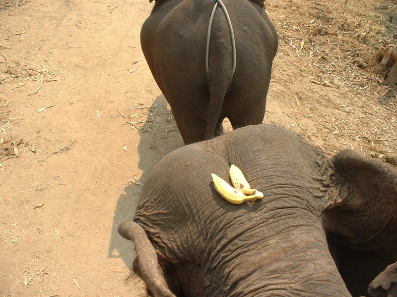 Banana-head.