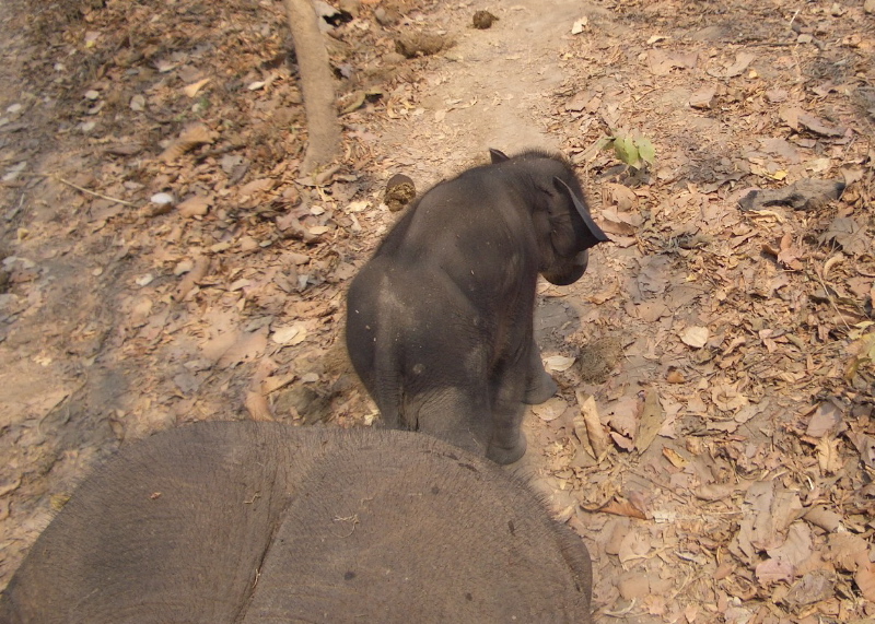 Baby Elephant