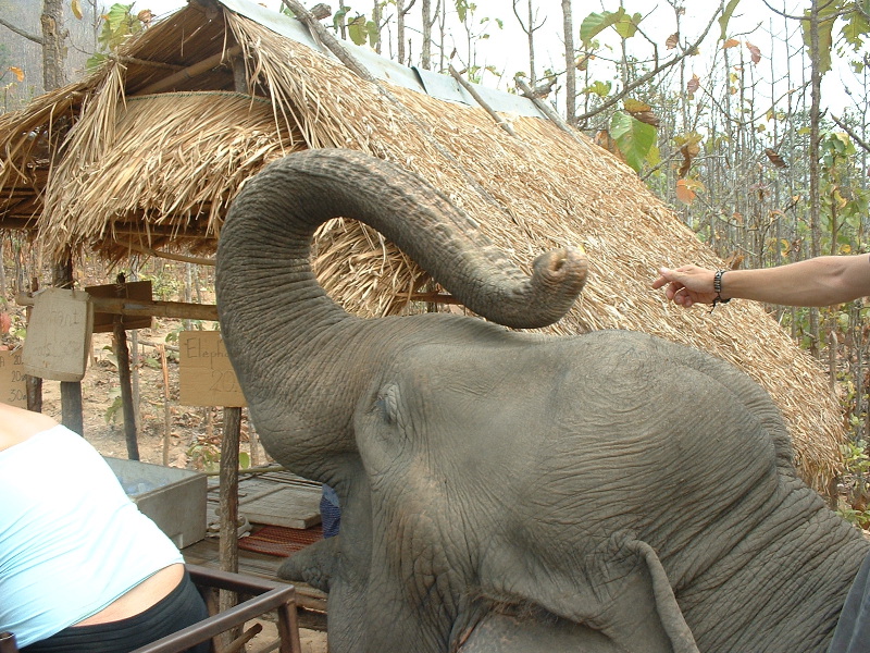 Hungry Elephant