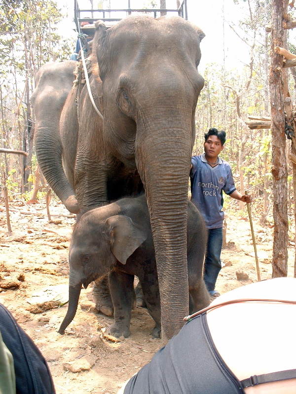 Elephant w/ Baby