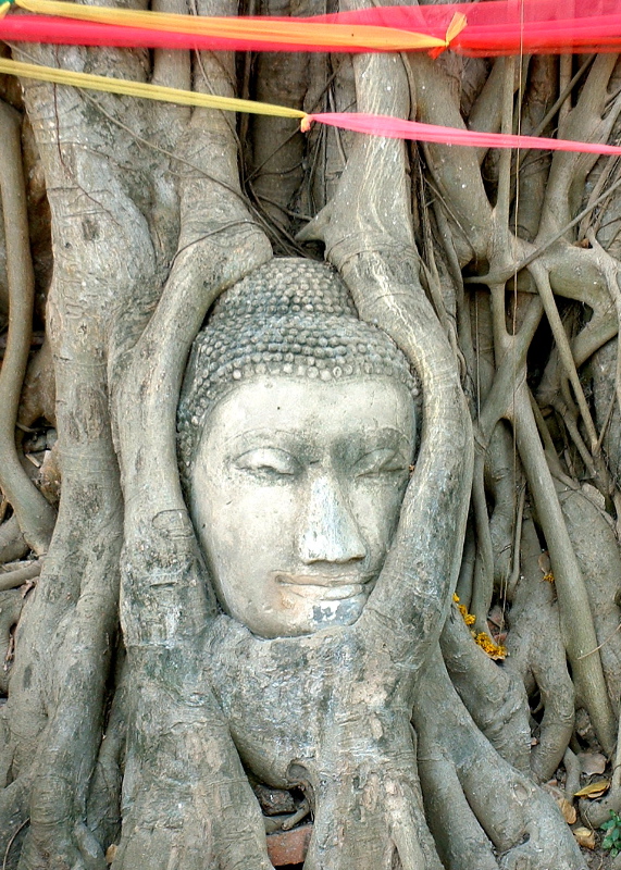 Buddha head