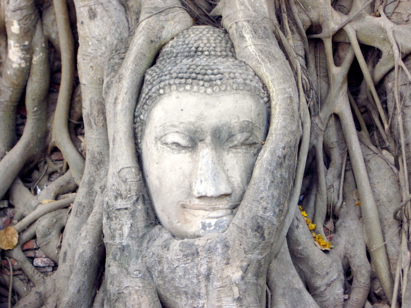 Buddha head