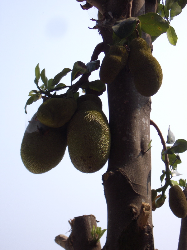 Pomelos?