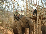 On Elephant