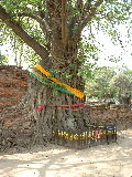 Tree & Buddha head