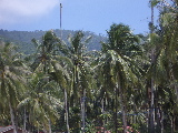 Coconut trees