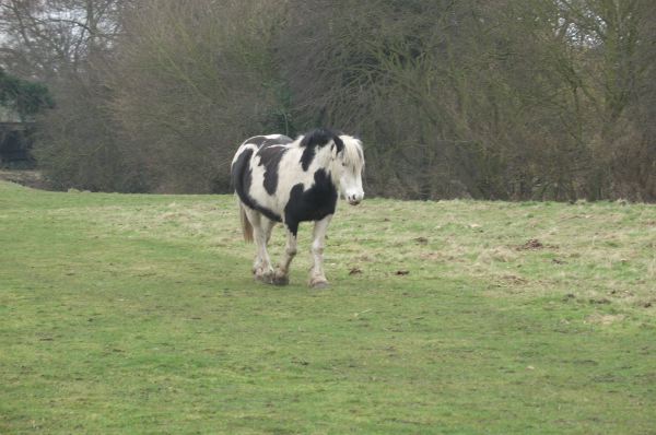 A cow-patterned horse.