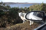 Not much separating the sheep from the car.